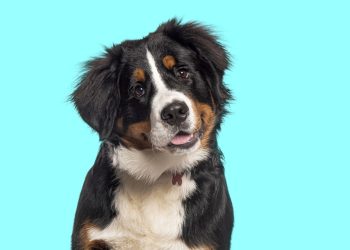 O gesto que os cachorros fazem e pode dizer mais do que você imagina