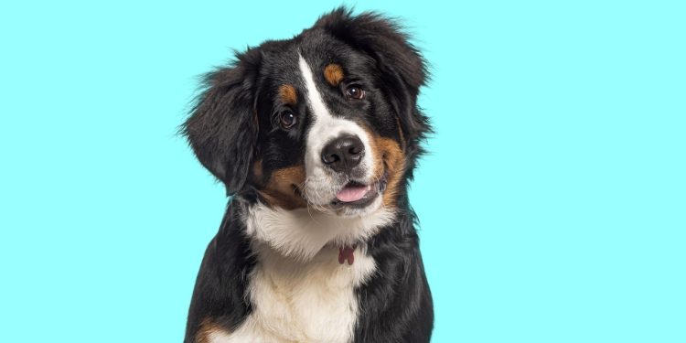 O gesto que os cachorros fazem e pode dizer mais do que você imagina