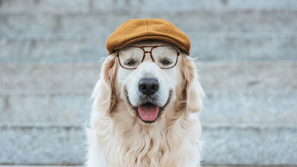 Seu cachorro pode ser um gênio e você ainda não percebeu isso