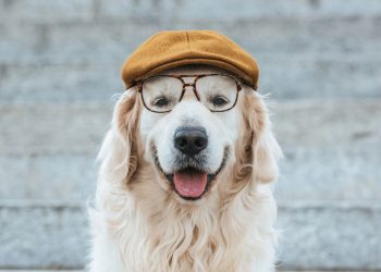 As 10 raças de cães consideradas menos inteligentes segundo estudo