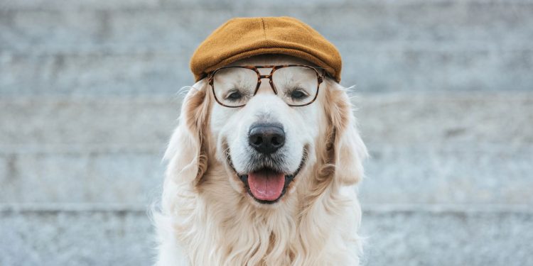 As 10 raças de cães consideradas menos inteligentes segundo estudo