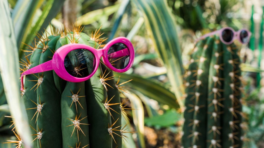 As plantas que sobrevivem sozinhas e deixam sua casa linda