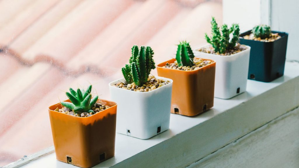 As plantas que sobrevivem sozinhas e deixam sua casa linda