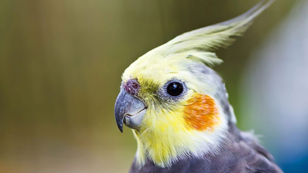Os pets exóticos mais queridos de 2025 que conquistaram os brasileiros