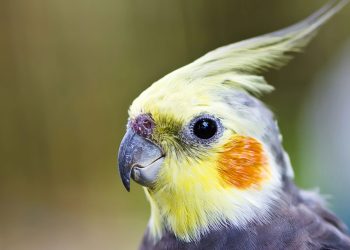 Que animal de estimação você seria de acordo com a sua data de nascimento?