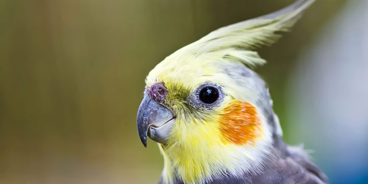 Que animal de estimação você seria de acordo com a sua data de nascimento?