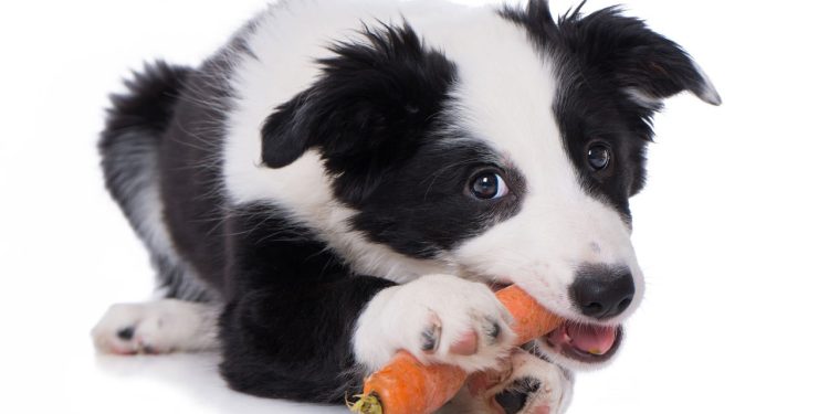 Os alimentos mais perigosos para cães que você precisa evitar