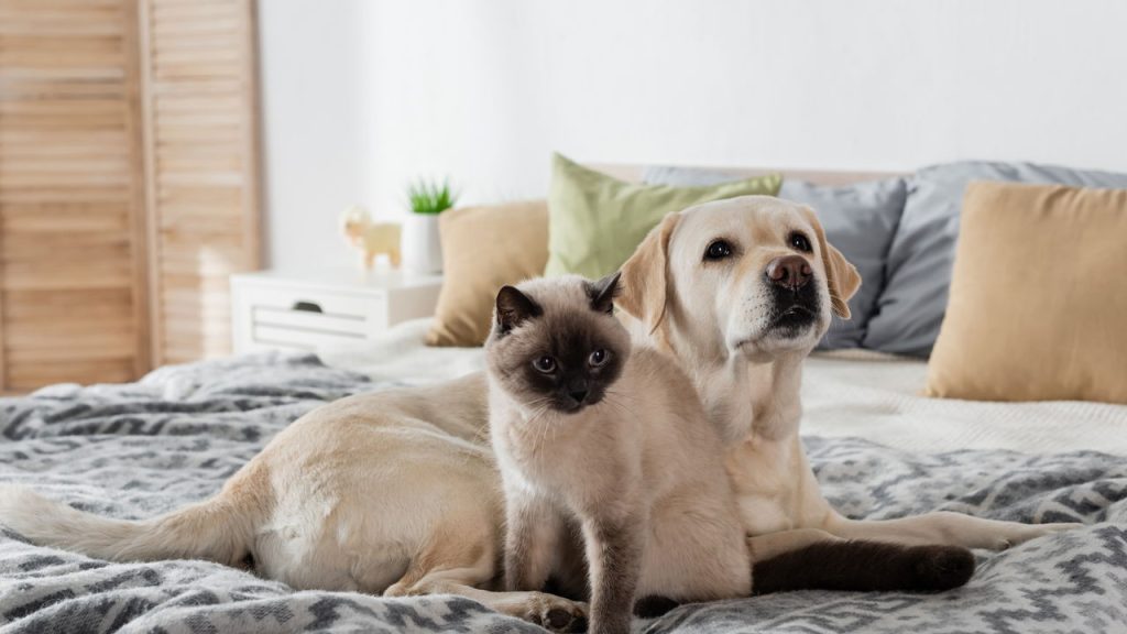 Cães e gatos podem ser amigos? Veja as raças mais sociáveis e dicas de convivência