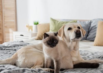O que nunca te contaram sobre a visão dos cães e gatos
