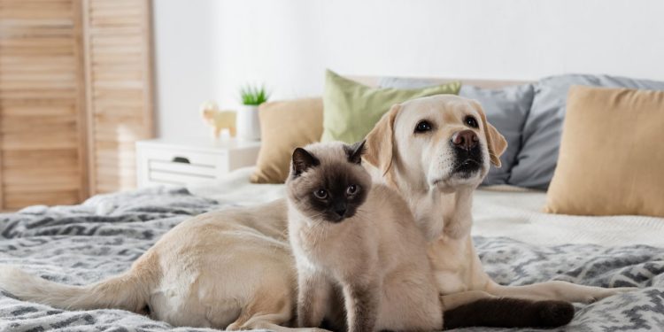 Algumas raças de cães sociáveis têm mais facilidade em lidar com gatos por apresentarem temperamento calmo, pacífico e adaptável - Créditos: depositphotos.com / IgorVetushko