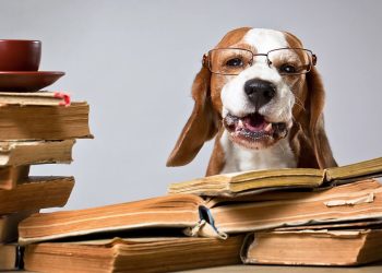 Seu cachorro pode ser um gênio e você ainda não percebeu isso