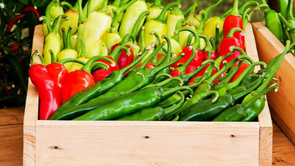 Como plantar pimenta em casa com passo a passo simples