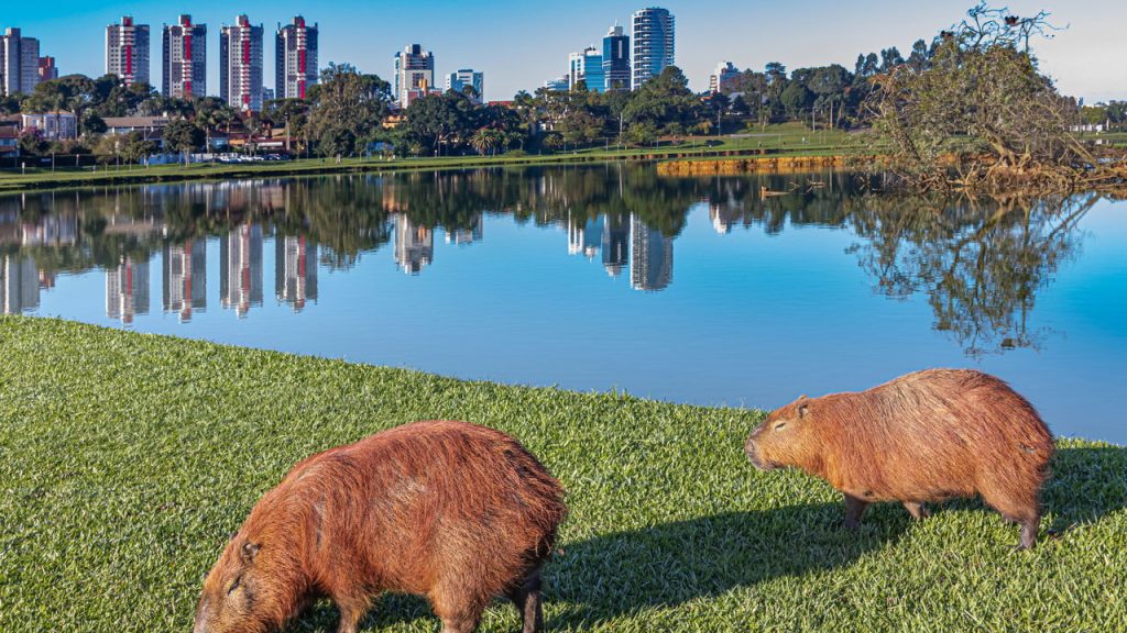 Todo brasileiro já sonhou em viver nessa cidade pela sua qualidade de vida e clima maravilhoso