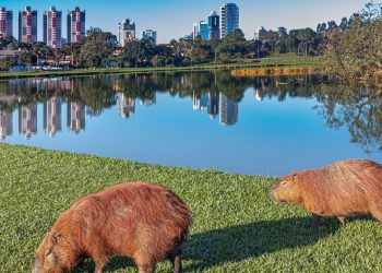 Todo brasileiro já sonhou em viver nessa cidade pela sua qualidade de vida e clima maravilhoso