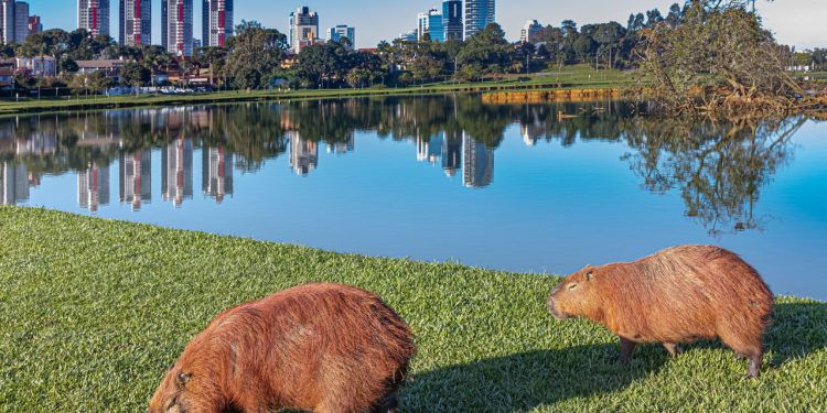 Todo brasileiro já sonhou em viver nessa cidade pela sua qualidade de vida e clima maravilhoso
