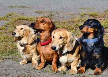 A raça de cachorro que vive por mais tempo e ninguém sabe