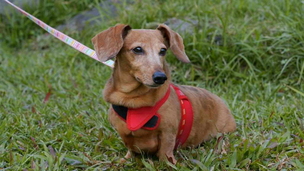 O sexto sentido animal é mais forte do que se imaginava! Saiba o porquê