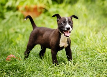 Os sinais de que seu cão precisa de mais exercício e atenção