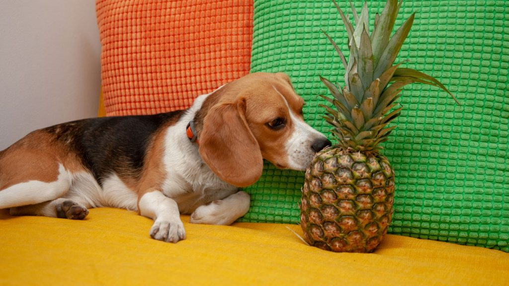 Quatro raças de cães que se dão melhor com gatos segundo especialistas