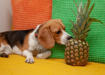 As raças de cães mais indicadas para conviver com crianças pequenas