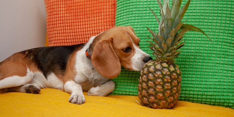 As raças de cães mais indicadas para conviver com crianças pequenas