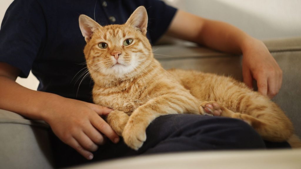 Como identificar e controlar o ciúme do seu pet