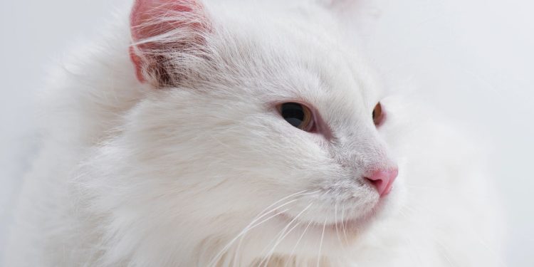 Gatos brancos são diferentes? O que poucos sabem sobre eles