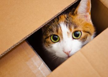 Por que os gatos amam tanto caixas, de acordo com especialistas?