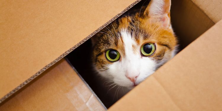 Por que os gatos amam tanto caixas, de acordo com especialistas?