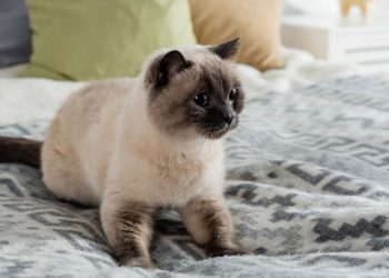O hábito curioso dos gatos que parece carinho, mas esconde um instinto poderoso