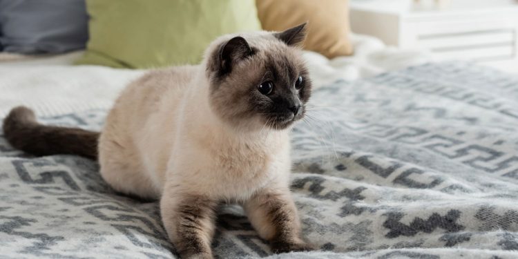 O hábito curioso dos gatos que parece carinho, mas esconde um instinto poderoso