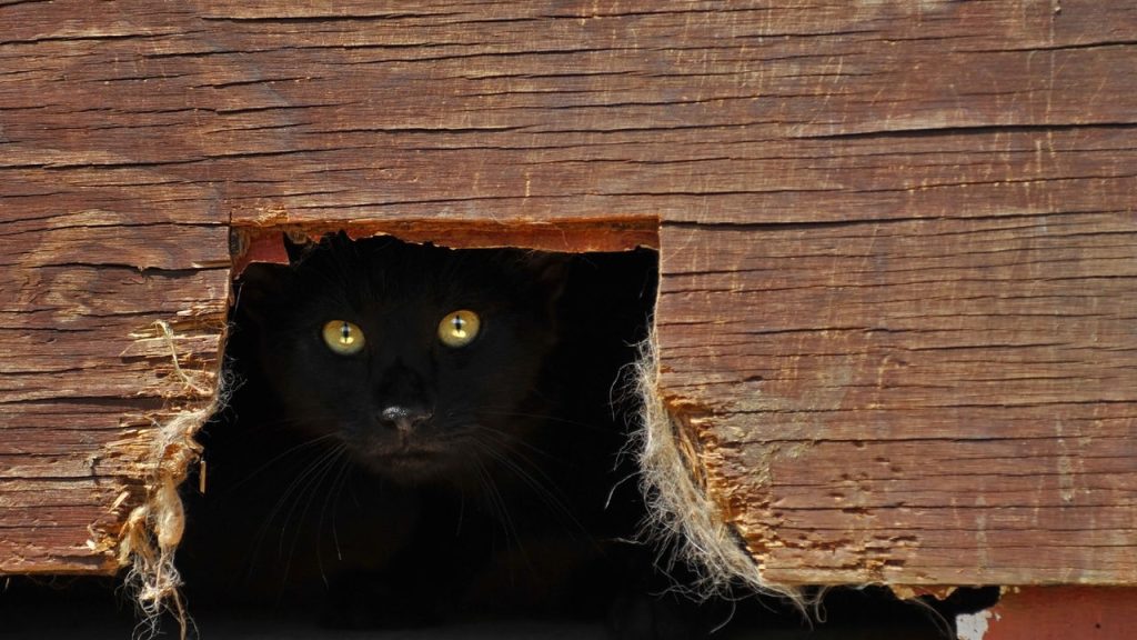 Por que os gatos amam caixas e sacolas mais do que brinquedos