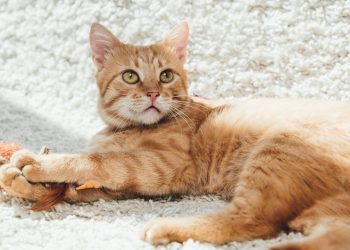 Por que os gatos laranja são quase sempre machos?