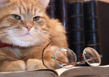 Por que os gatos laranja são quase sempre machos?