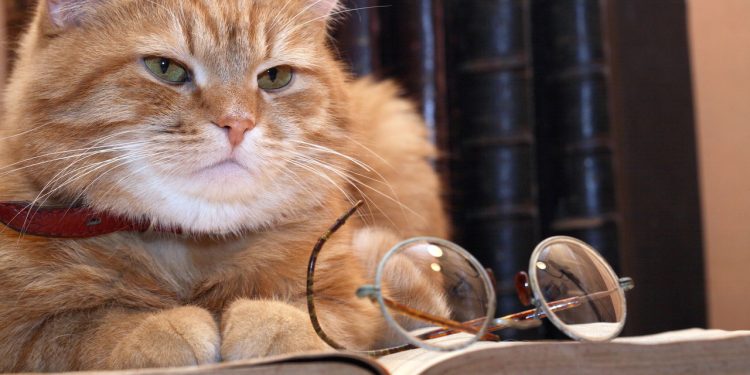 Por que os gatos laranja são quase sempre machos?