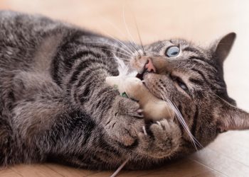 Porque o pelo dos gatos tem listras e manchas, de acordo com a ciência?