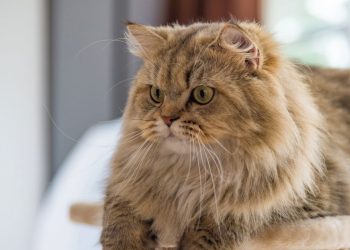 A história do gato Persa tem um detalhe que pouca gente conhece