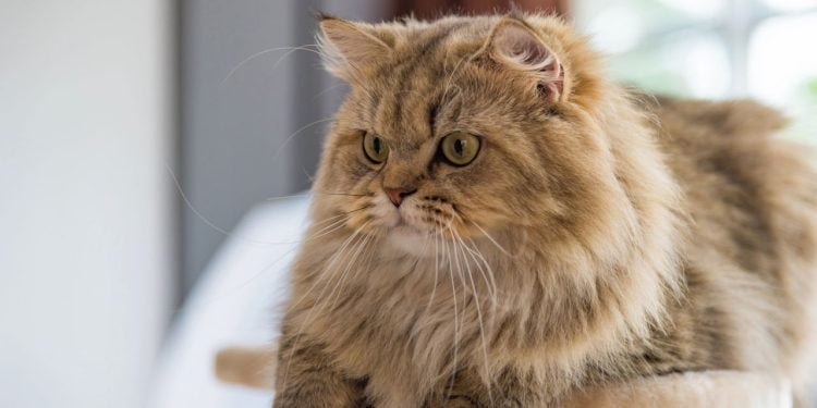 A história do gato Persa tem um detalhe que pouca gente conhece