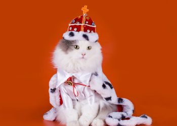 O segredo por trás dos pets que influenciaram presidentes