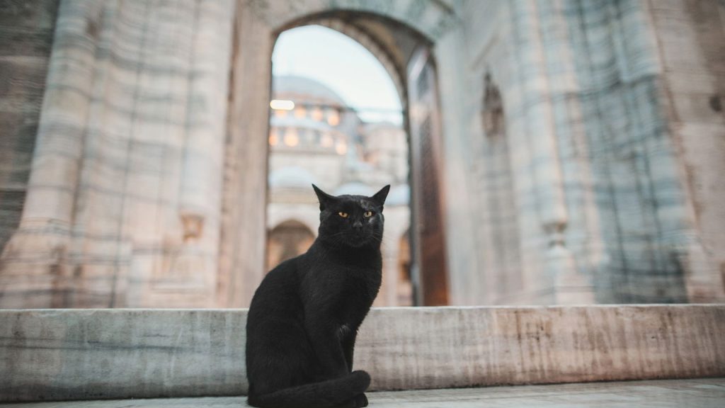 A origem dos gatos pretos e como viraram símbolos de mistério