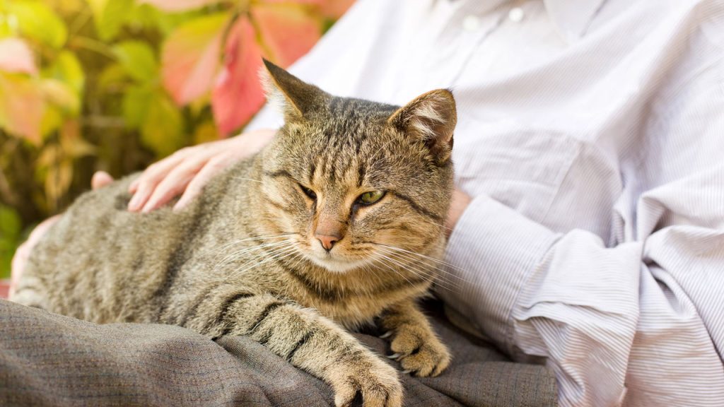 O hábito curioso dos gatos que parece carinho, mas esconde um instinto poderoso