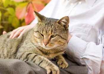O hábito curioso dos gatos que parece carinho, mas esconde um instinto poderoso