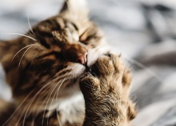 Esse comportamento do seu gato pode ser sinal de algo que ninguém imagina