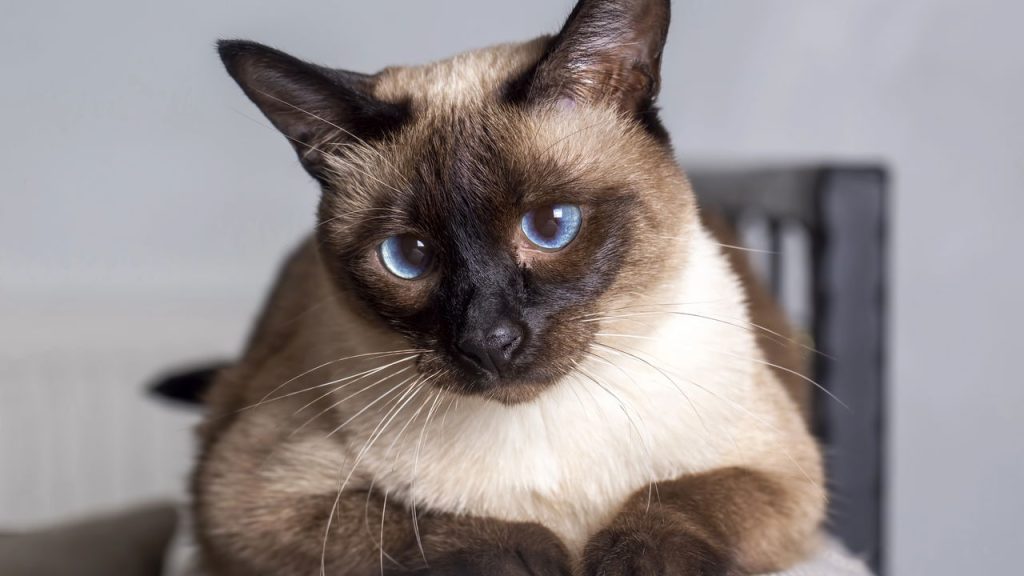 As raças de gatos mais inteligentes segundo especialistas