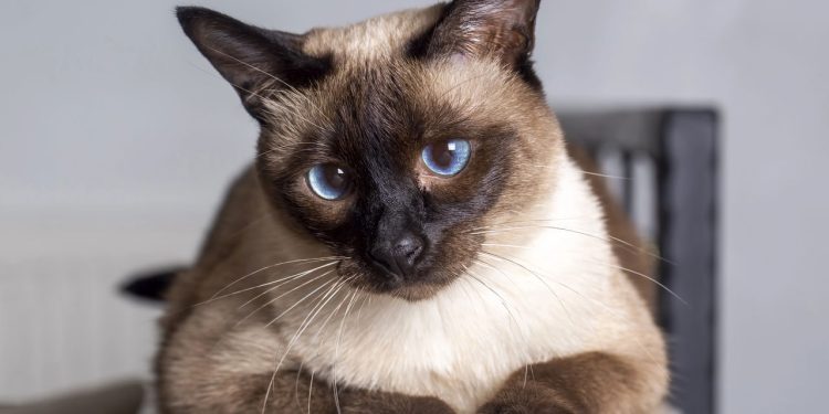 Que animal de estimação você seria de acordo com a sua data de nascimento?