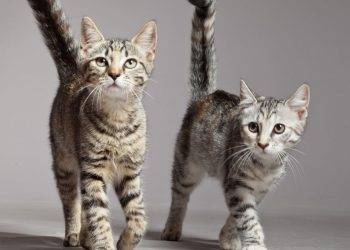Nova descoberta revela o que os gatos realmente pensam dos donos