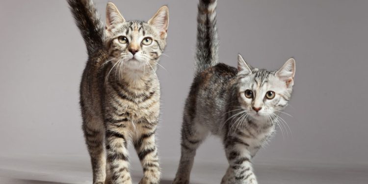 Nova descoberta revela o que os gatos realmente pensam dos donos