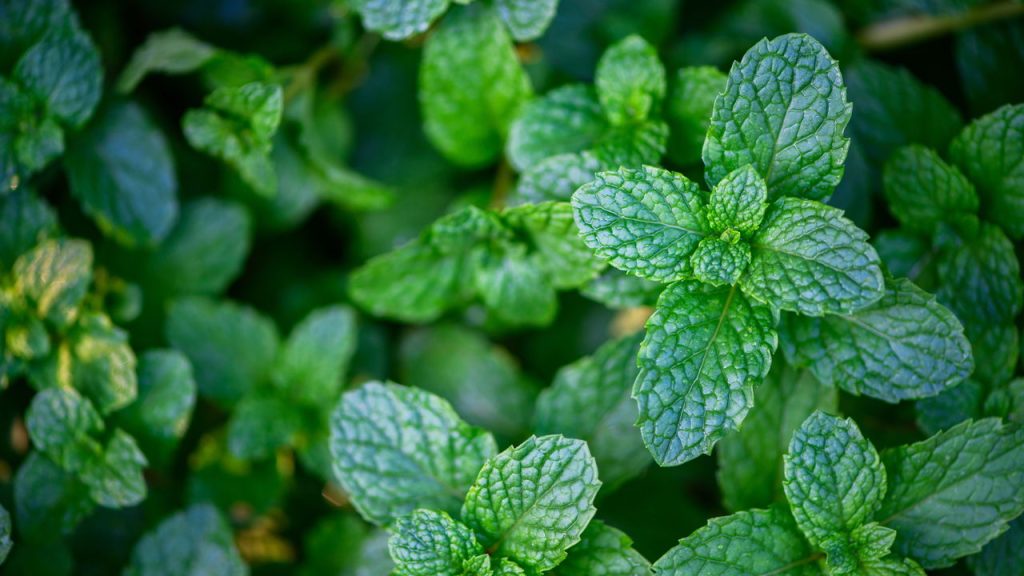 Como uma horta dessas plantinhas pode transformar sua saúde