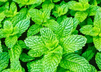 Essa é a planta mais poderosa da natureza para aliviar gases, cólicas e digestão lenta