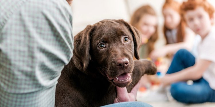 O Labrador Retriever é sociável, inteligente e extremamente companheiro - Créditos: depositphotos.com / ArturVerkhovetskiy